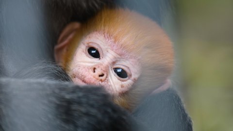 Close-up filming of Javan Surili monkey family with baby. Cute little ginger ape macro filming in wildlife surroundings. Majestic mammals resting on trees. Curious creature from javan surili species.