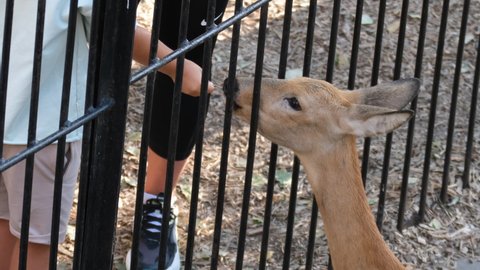Close up shot of wildlife animals feeding at zoo park. Human child feeds female doe. Standing capreolus deer eats from kids hand. Herbivores artiodactyls peaceful cute creature. Roe capreolus doe.