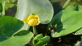 Beautiful wild water plants growing in fresh water of river in Europe. 4k slow motion video of Sunny yellow blooming flower, big green water lilly pads blown by strong wind