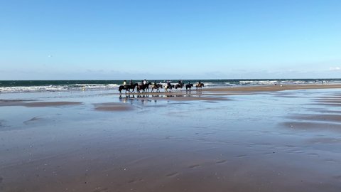 Ouistreham, France August 2021. Horses in a group with riders walking on the beach at sunset. Video 4k