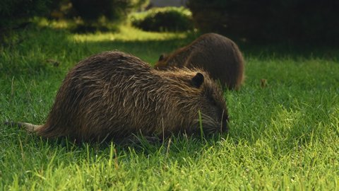 Two Muskrats Eat Green Grass in the Park in the Light of the Rays of the Morning Sun