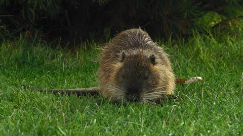 Close-up, Muskrat Eats Grass in the Clearing Early Morning in the Park