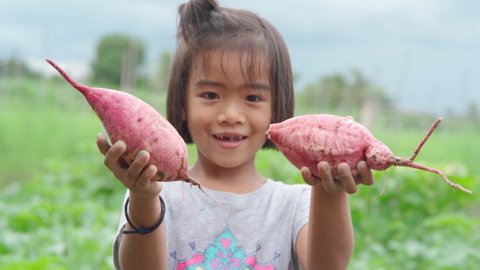 Asian kid girl farmer holding potatoes and smiling. Kid harvest sweet potato from plant.