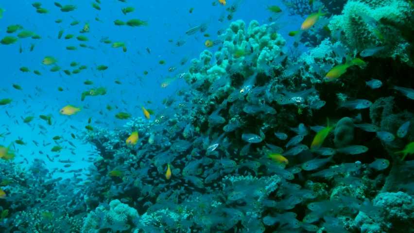 Massive school of Lyretail Anthias (Pseudanthias squamipinnis) and Glassfish swims near coral reef. Underwater life on coral reef in the ocean. Camera moving forwards approaching a reef, Slow motion Royalty-Free Stock Footage #1078843067