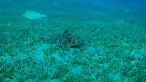Scorpion fish lie on green seagrass. Bearded Scorpionfish (Scorpaenopsis barbata). Camera moving forwards, Slow motion