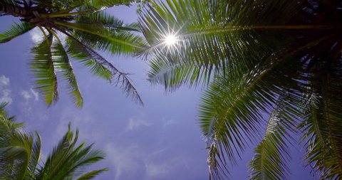 Coconut palm trees bottom view. Green palm tree on blue sky background. View of palm trees against sky. Beach on the tropical island. Palm trees at sunlight. Shot on tripod stand.(4K DCI 4096x2160p)