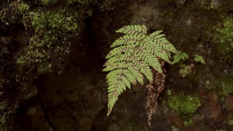 a fern growing out of a rock
