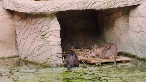 two muskrats at the zoo