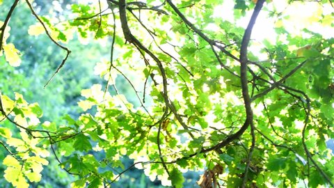 beautiful green crowns of summer trees, illuminated by the sun, glowing foliage, the concept of the beauty of nature, seasonal changes, bright glare and overexposure of the sun