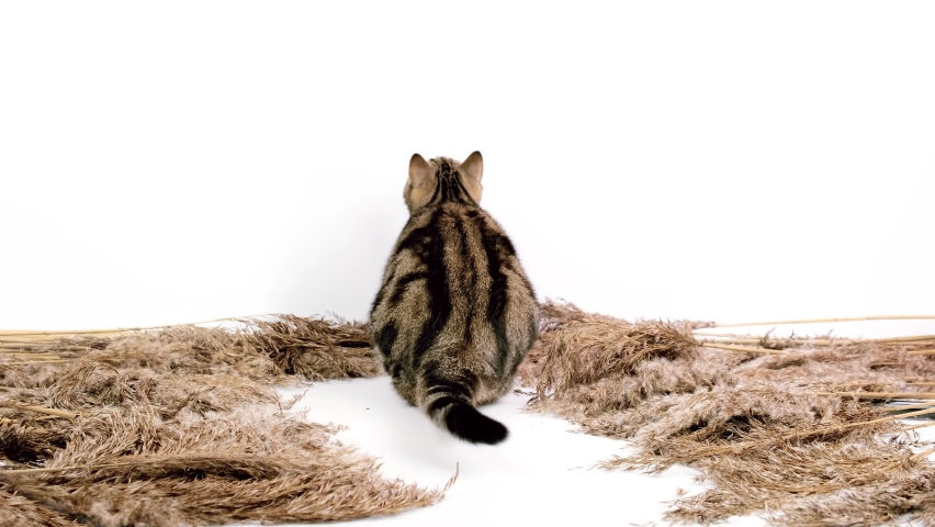 Cat sits with his back to the camera and hunts. The cat is isolated on a white background among the natural twigs.