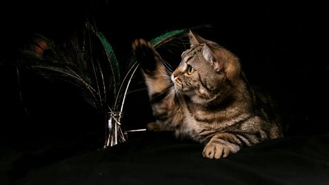 Scottish purebred cat. The cat is isolated on a black background with peacock feathers. Cat on a black background.
