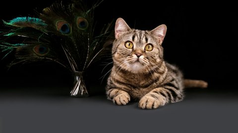 Scottish purebred cat. The cat is isolated on a black background with peacock feathers. Cat on a black background.