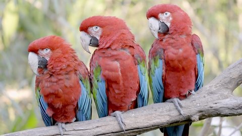 Threesome of Red and Green Macaw Parrots perched on branch and looking all in same direction - close up