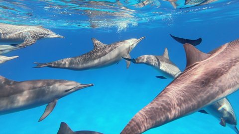 Axle Natural scene of pod of dolhins swimming together through clear ocean water. Underwater mammals in natural habitat. Beautiful water reflections on dolhin bodies. Group of friendly dolphins in the