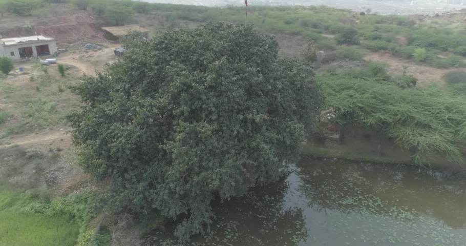 a pond near a tree in a forest