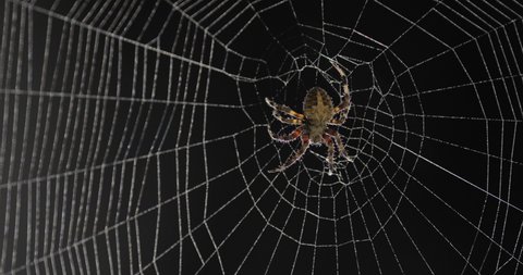 Garden spider on web with dew drops at night