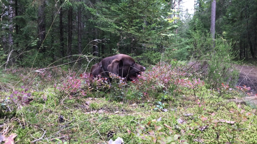 brown labrador lying on the grass playing with a stick