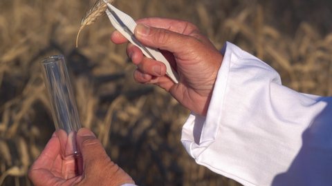 A hand with tweezers takes a sample of wheat in the field and puts it in a test tube..