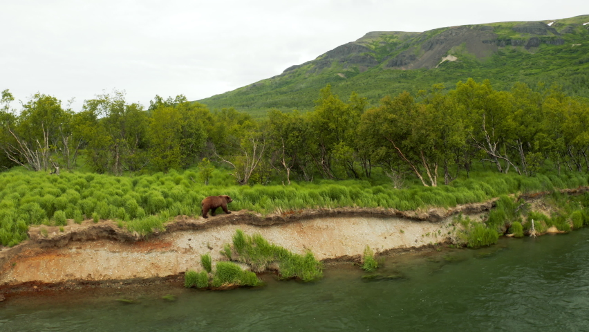 Stunning shot of a Brown Bear walking along a riverbank in Katmai National Park, Alaska