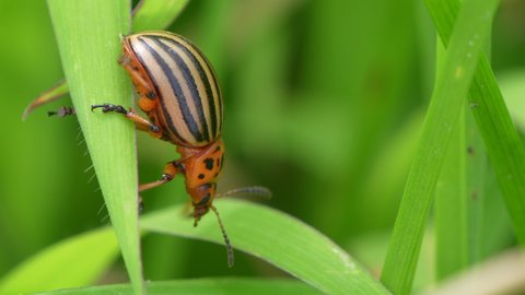 Macro shot of Colorado Potato Beetle climbing from plant to plant in nature