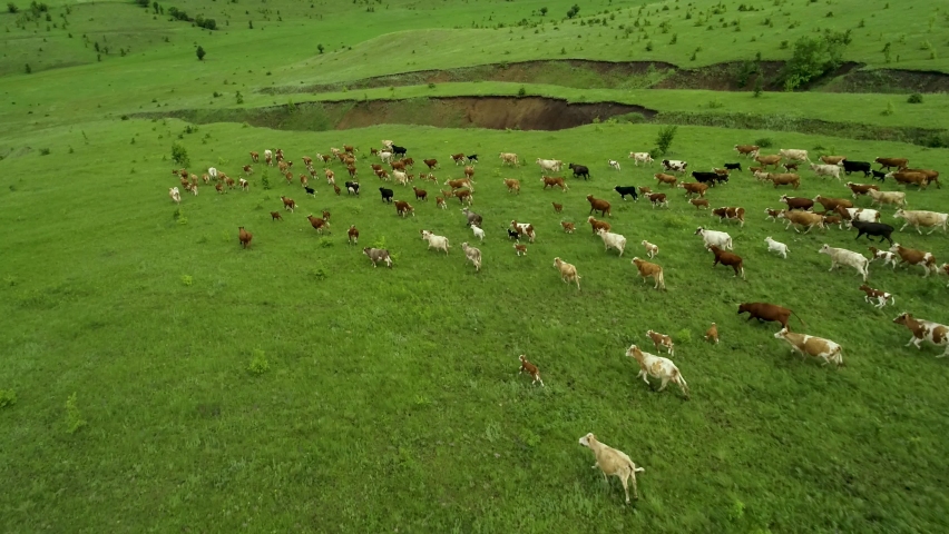 Aerial photography of cows. Dairy farm. Cattle on green field. Cow farm. Aerial photography of cattle in green field. Herd of cows. Dairy production farm. Aerial photography of herd of cows on farm Royalty-Free Stock Footage #1078861961