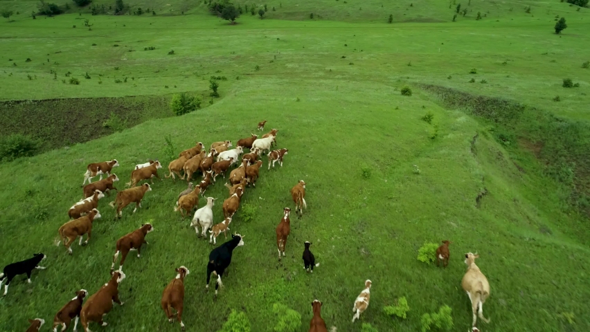 Aerial photography of cows. Dairy farm. Cattle on green field. Cow farm. Aerial photography of cattle in green field. Herd of cows. Dairy production farm. Aerial photography of herd of cows on farm Royalty-Free Stock Footage #1078861961