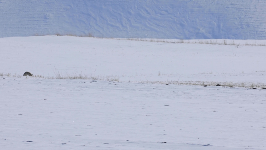 Little fox looking for its prey on the white snow 