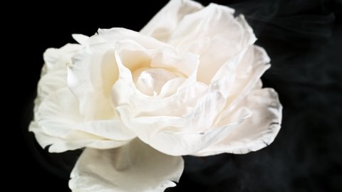 Super slow motion of exploding head of white rose, frozen by liquid nitrogen. Beautiful flower abstract shot. Filmed on high speed cinema camera, 1000fps.
