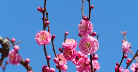 Tilt-down video of pink plum blossoms.
This flower is called "UME" or “UME blossom" in Japanese.