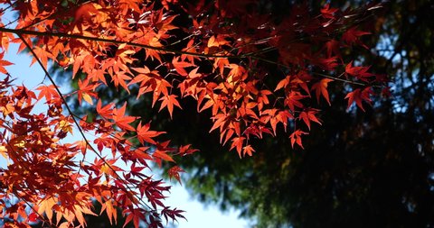 Tilt-up video of autumn leaves turning red.
Light reflected from the water surface illuminates the autumn leaves.