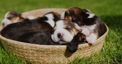 Several small beagle puppies dozing in a basket that stands on the green grass