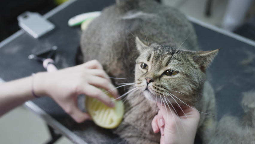 Grooming, combing a cat in the salon for animals. Doctor girl scratches the fur of a cat with a comb, hair cutting. Beauty salon for a purebred fluffy cat. Furminator trimming Scottish ticked cat Royalty-Free Stock Footage #1078867532