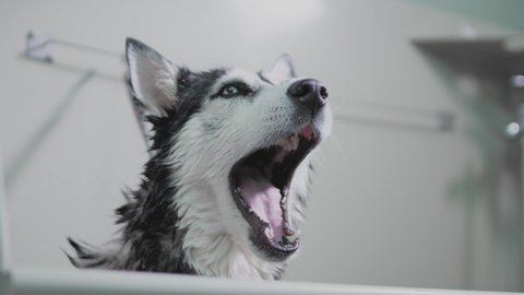 Black and white husky dog yawns. In slow motion. Shows clean white teeth and tongue. Tired dog. Sleepy husky dog funny yawns with wide open mouth and long tongue