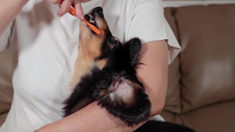 Dachshund, my dog, has his owner brush his teeth with a toothbrush