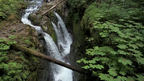 4K video of beautiful stream and waterfall pouring into a stone canyon in old growth rainforest in Olympic National Park, Washington