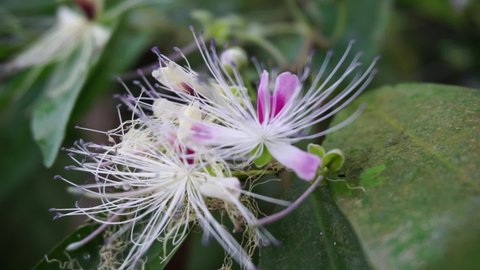 The Capparaceae or Capparidaceae, commonly known as the caper family, are a family of plants in the order Brassicales. As currently circumscribed, the family contains 33 genera and about 700 species