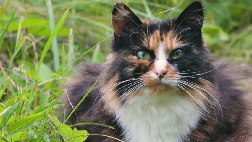Cat looking around, scouting for birds or mouse