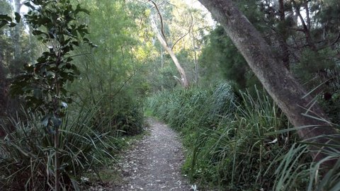 Walking Through A Trail With Tall Grass And Bushes At Forest Near Paddington, New South Wales, Australia. - POV