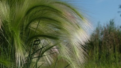 Feather Pennisetum, Mission Grass against blue sky and sunlight . Abstract summer background concept.