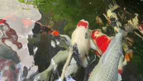 various kinds of koi fish in the pond at home
