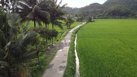 Young happy girld running in green rice fields on Bohol Island, Philippines, aerial video in an amazing landscape, above rice fields in a beautiful sunny day, summer and vacation concept, traveling