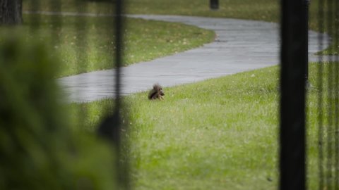 Red squirrel buries acorn with its paws in green lawn grass in the park. Animal buried its prey and quickly ran away, jumping along the sidewalk path. Life of wild animals in slow motion.