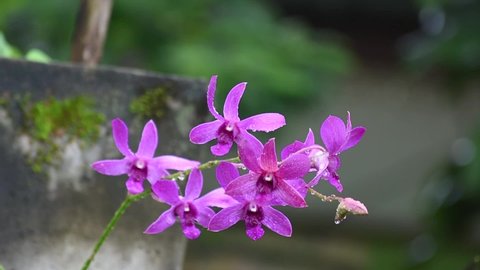 Orchid flowers sway in the wind. The Orchids are a diverse and widespread family of flowering plants, with blooms that are often colorful and fragrant, commonly known as the orchid family.