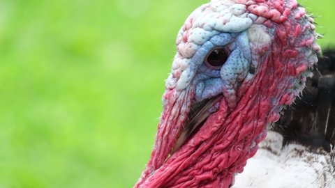 37 Funny Fat Turkey Stock Video Footage - 4K and HD Video Clips | Shutterstock 37 Funny Fat Turkey Stock Video Footage - 4K and HD Video Clips | Shutterstock