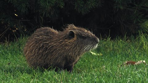 Close-up, Young Muskrat Eats Grass in the Clearing in the Park and Combs His Hair With Her Hind Paw