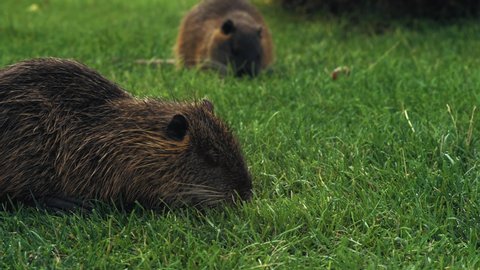 Two Muskrats Eat Green Grass Growing in the Clearing in the Park