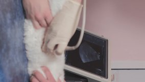 Vertical Video. Female Vet Examines the Cat by Using Ultrasound in a Clinic. Selective Focus