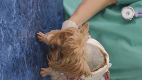Vertical Video. Cute Little Dog Yorkshire Terrier in a Dress is on Examination Table at Veterinary Clinic. Medicine, Animal Health, Pet Care and People Concept