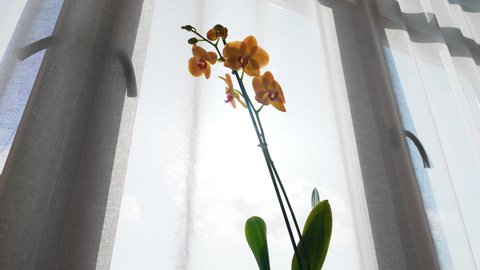 Closeup view 4k stock video footage of woman taking away and putting back elegant pink and orange tropical phalaenopsis houseplant on sunny white home window-sill background