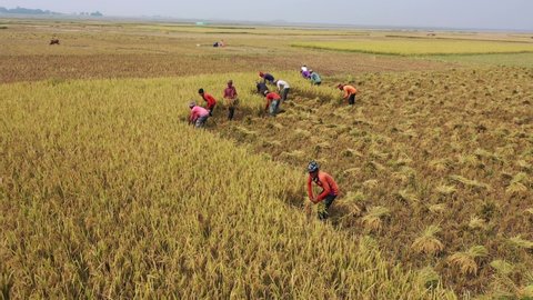 kishoreganj, Bangladesh - May 02, 2021: Bangladeshi farmers working on paddy field at kishoreganj  haor, Bangladesh. Rice is the main food of Bangladeshi people.